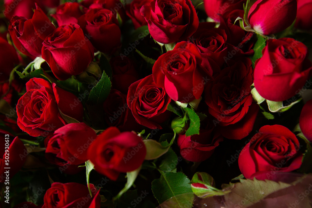 Obraz premium Bouquet Of Beautiful red Roses. Trend color classic red. . Valentine's Day. Selective Focus. Roses wallpaper. Background.
