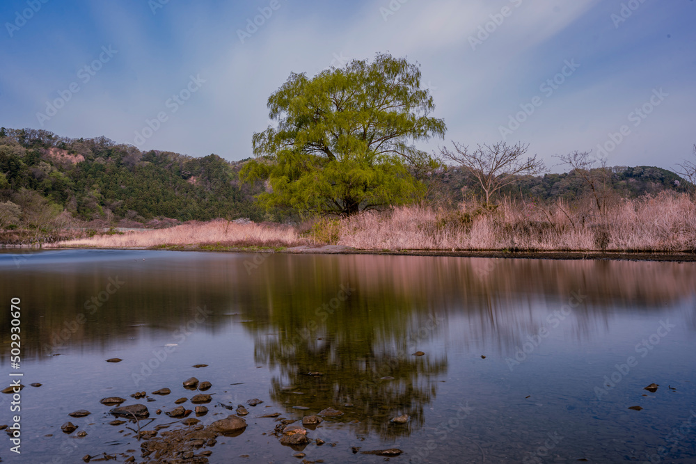 Misty landscape with forest sun-ray and big single tree morning time mysterious landscape. spring season  fresh leaves in Japan forest 