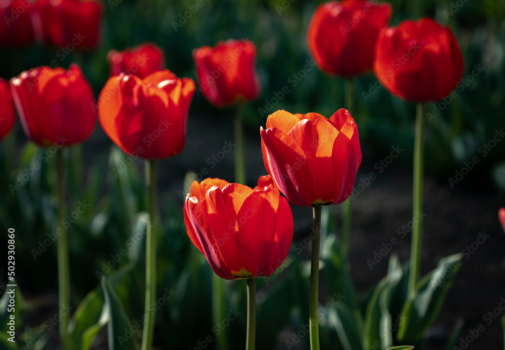 Fototapeta premium Red and yellow tulips flower natural garden and amazing sun-ray with dramatic colours background High-quality images Japanese garden. Spring season 