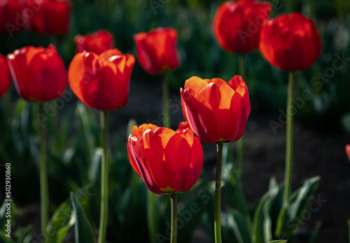 Red and yellow tulips flower natural garden and amazing sun-ray with dramatic colours background High-quality images Japanese garden. Spring season 