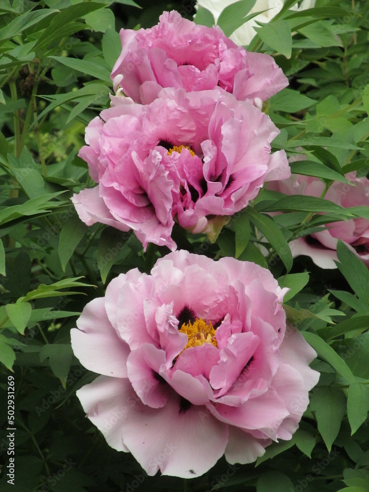 pink roses in garden pink roses in garden