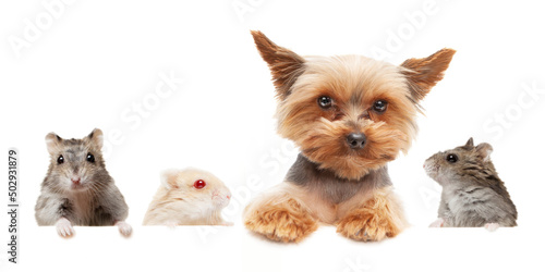 Dog Yorkshire terrier and hamsters on a white background