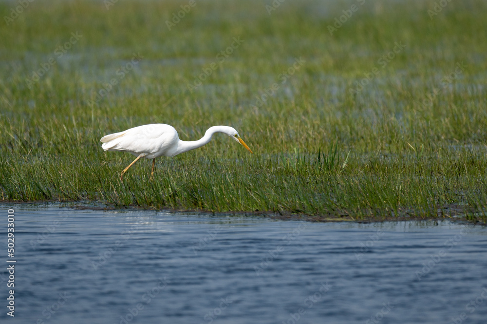 Fototapeta premium Ardea alba - Great egret - Grande aigrette