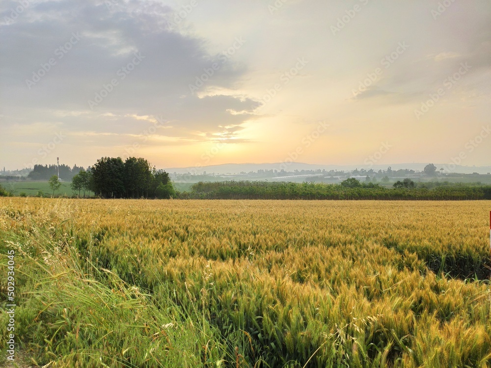 field of wheat