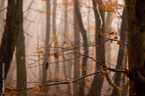 nebliger Herbstwald nach dem Regen, düstere Stimmung, Wienerwald © Stefan