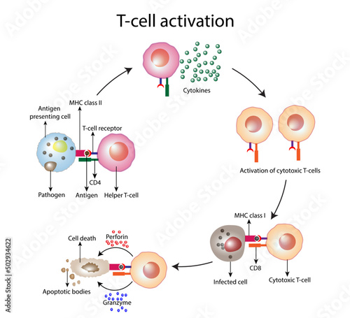 T-Cell activation diagram, helper T-cell and cytotoxic T-cell vector illustration 