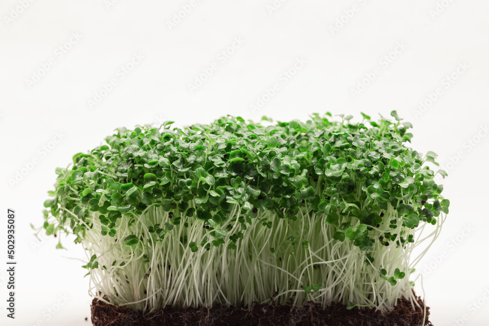 Micro green plants grows on a white background. Eco healthy raw food. Micro green plants grows on a white background. Eco healthy raw food.