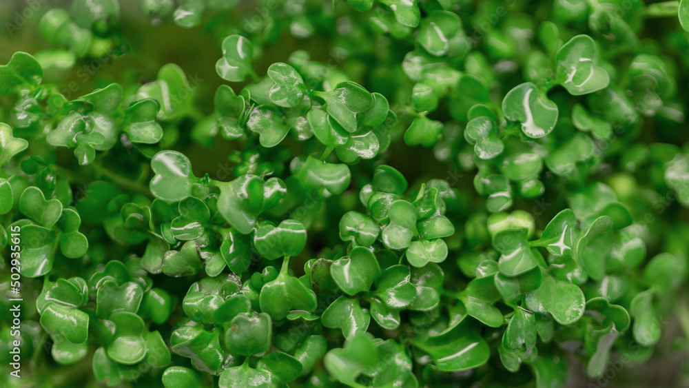 Green leaf, top view. Micro plant and healthy raw food Green leaf, top view. Micro plant and healthy raw food