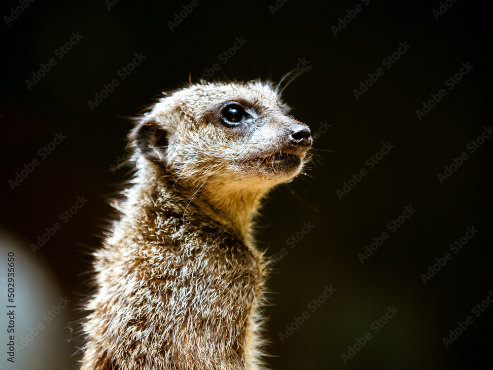 Fototapeta premium ミーアキャット meerkat