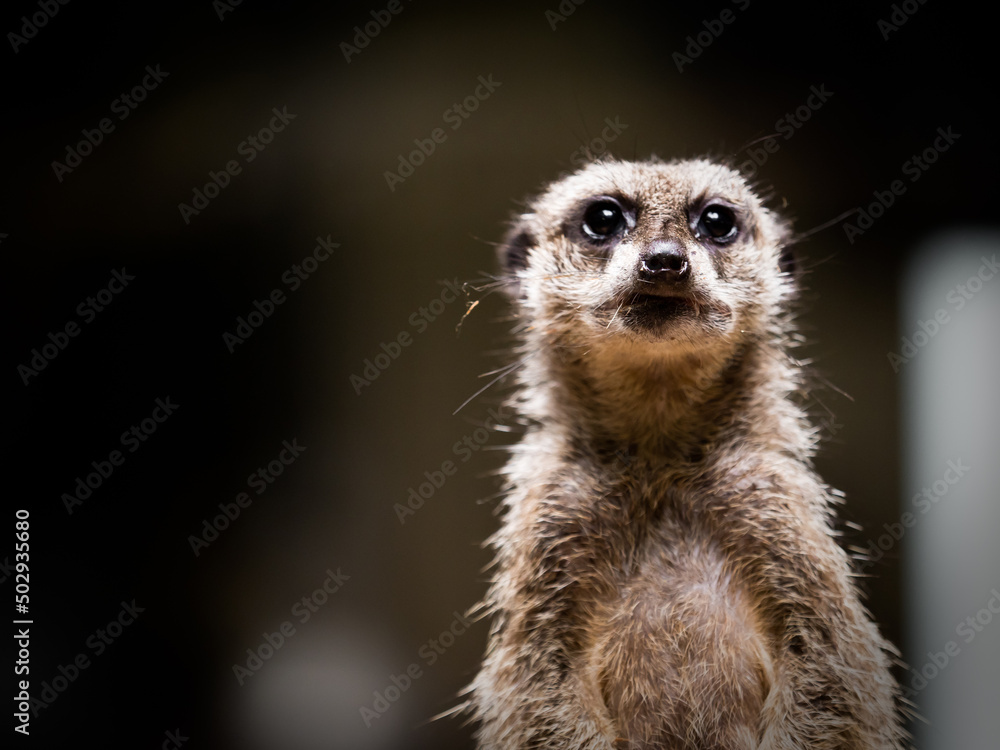 ミーアキャット meerkat ミーアキャット meerkat