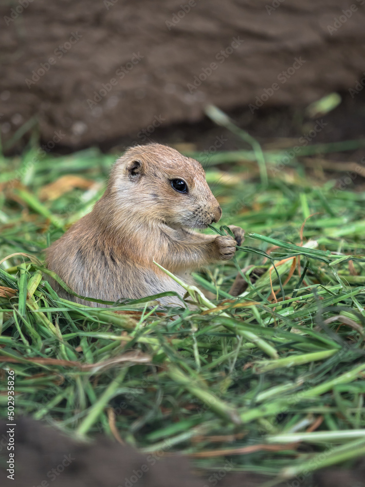 プレーリードッグ prairie dog プレーリードッグ prairie dog