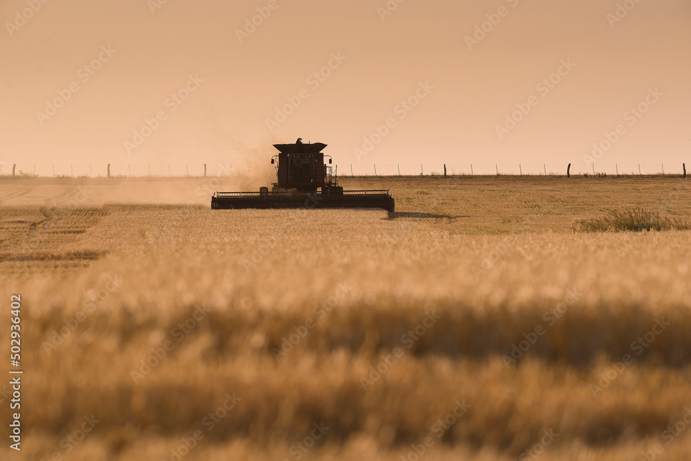Naklejka premium Harvester machine, harvesting in the Argentine countryside, Buenos Aires province, Argentina.