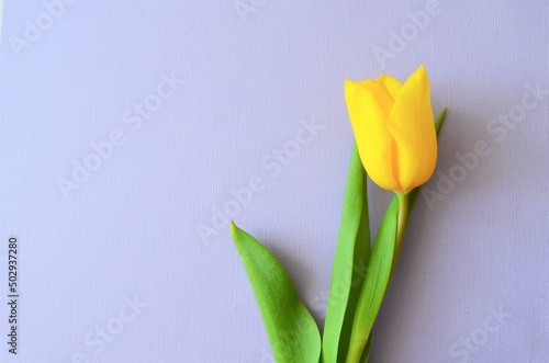 yellow tulip on a purple background. Copy space for text. Symbol of spring. #502937280