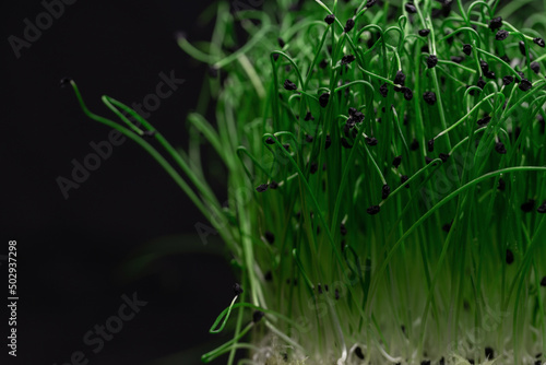 Macro greens plants grows isolated on a black background. Healthy raw food