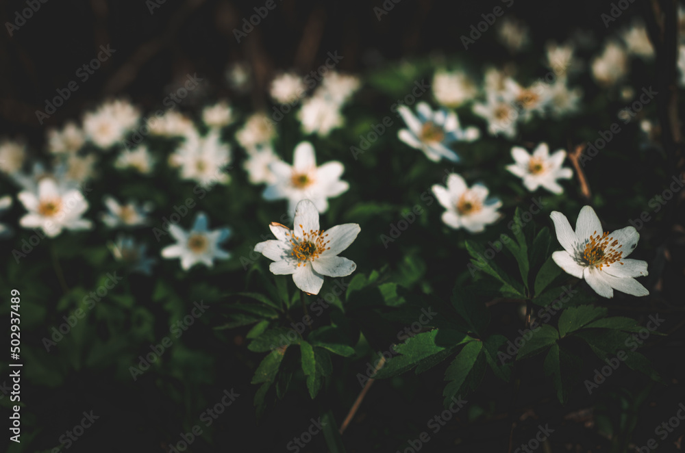 Background white flowers in the wind Background white flowers in the wind