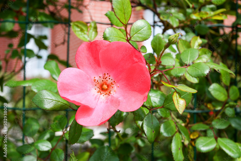 Rose Hips