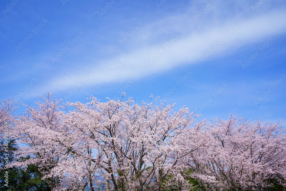 桜　青ノ山山頂(香川県宇多津町)