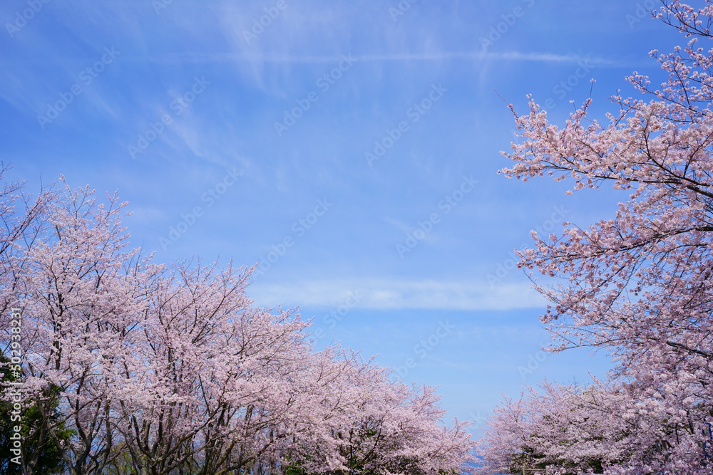 桜 青ノ山山頂(香川県宇多津町) 桜 青ノ山山頂(香川県宇多津町)