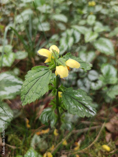 yellow flowers