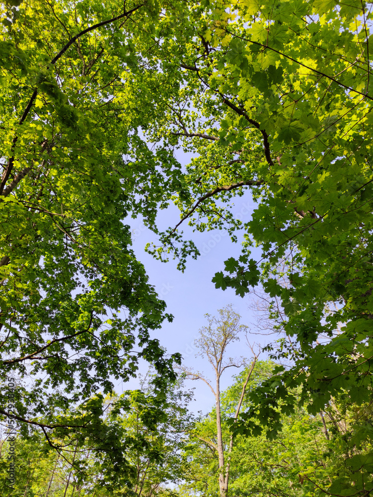 Fototapeta premium trees in the forest