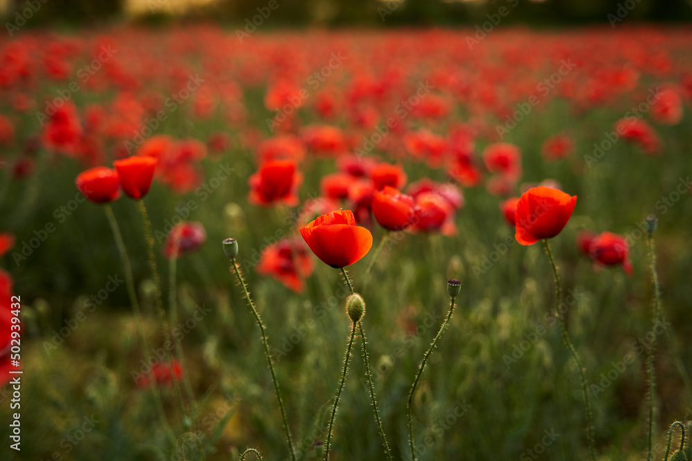 Fototapeta premium Camera moves between the flowers of red poppies. Poppy as a remembrance symbol and commemoration of the victims of World War. Flying over a flowering opium field on sunset. Camera moves to the right.