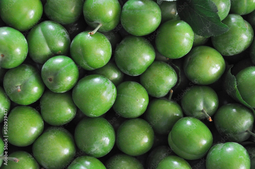 Background of early harvested raw plums, variety of Background of early harvested raw plums, variety of