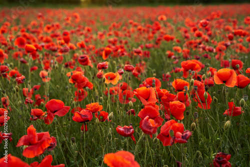 Camera moves between the flowers of red poppies. Poppy as a remembrance symbol and commemoration of the victims of World War. Flying over a flowering opium field on sunset. Camera moves to the right.