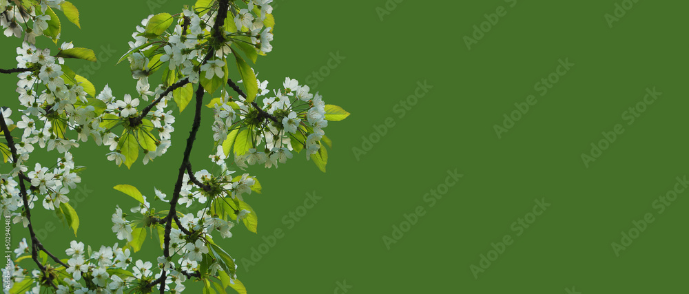 Border of вlossoming cherry branches isolated on green background. Border of вlossoming cherry branches isolated on green background.