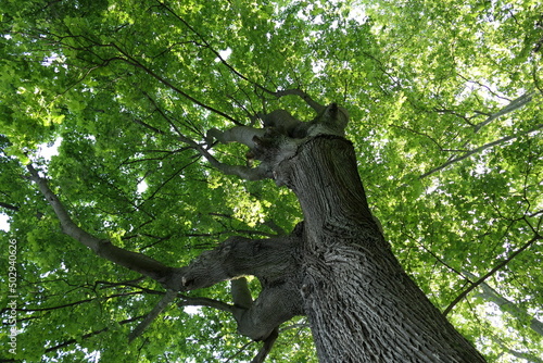 arbre photo