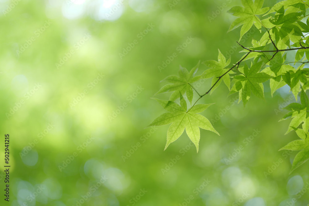 木漏れ日とカエデの若葉 5月 木漏れ日とカエデの若葉 5月