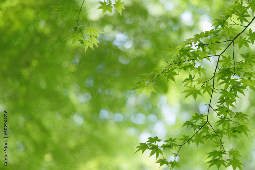 木漏れ日とカエデの若葉　5月