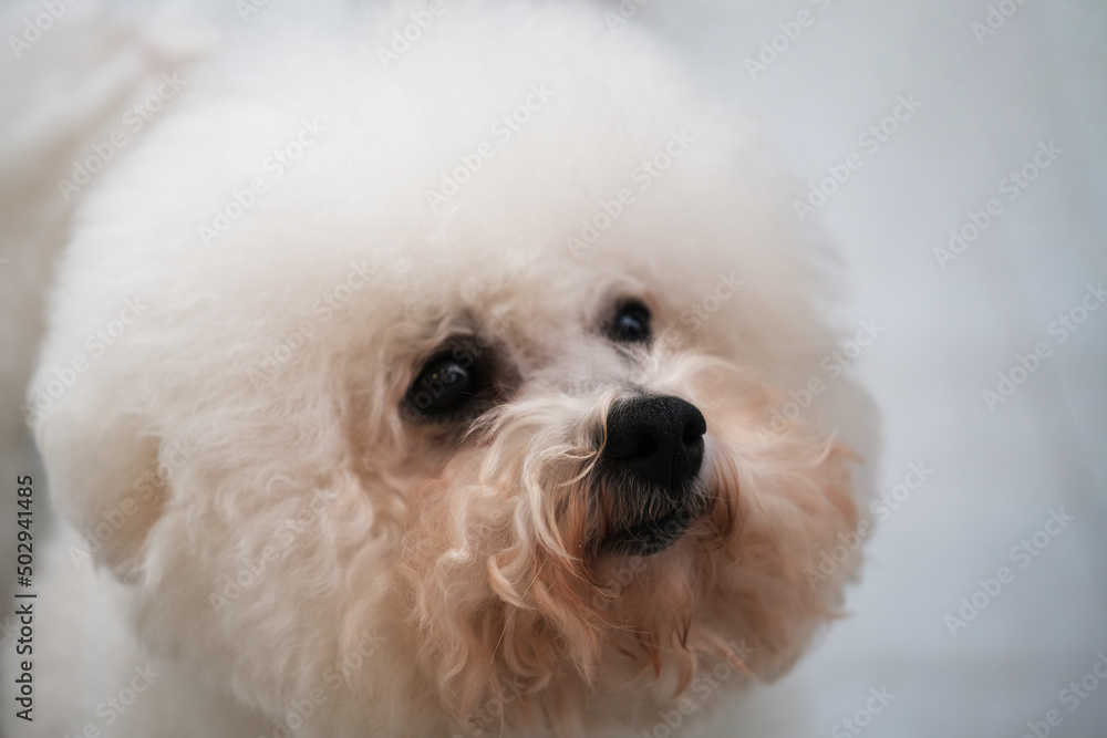 close up one Bichon Frise dog raise head look up