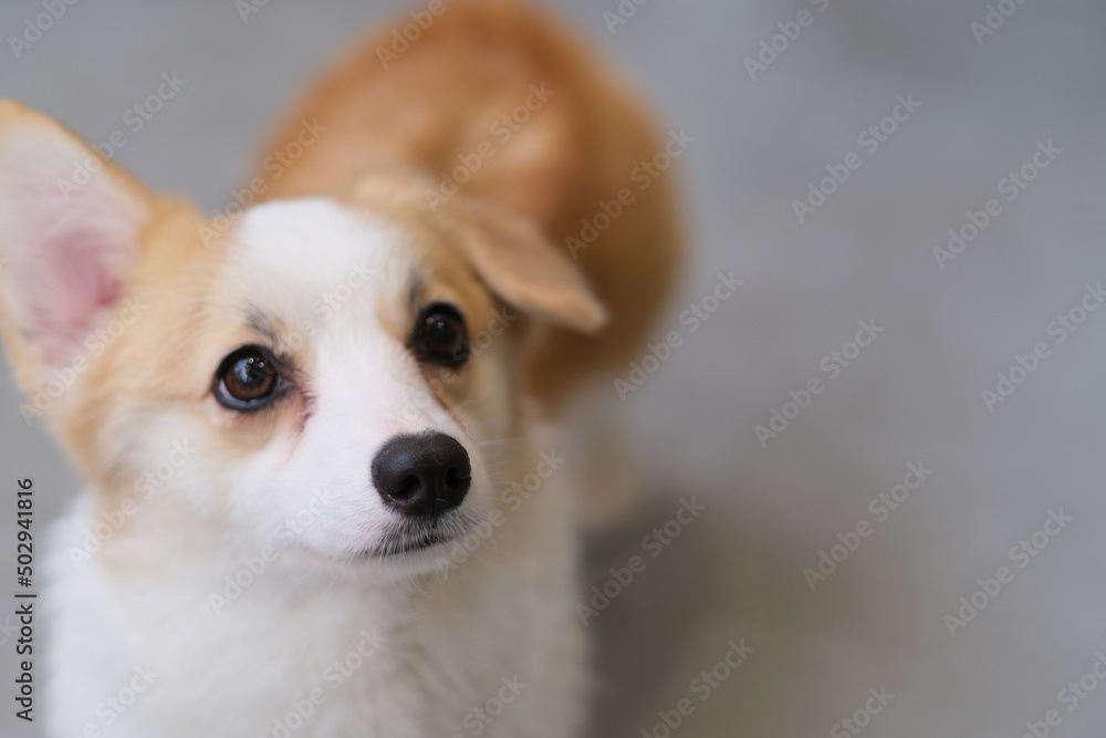 close up funny little corgi puppy with blur background