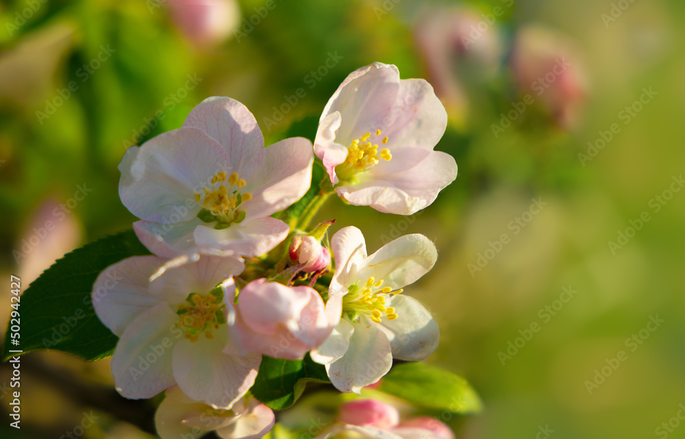 Spring time with apple blossoms in sunlight at blooming garden bokeh background.. Spring time with apple blossoms in sunlight at blooming garden bokeh background..