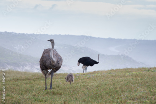 Ostriches with their babies foraging for food next to the beach on a cloudy morning