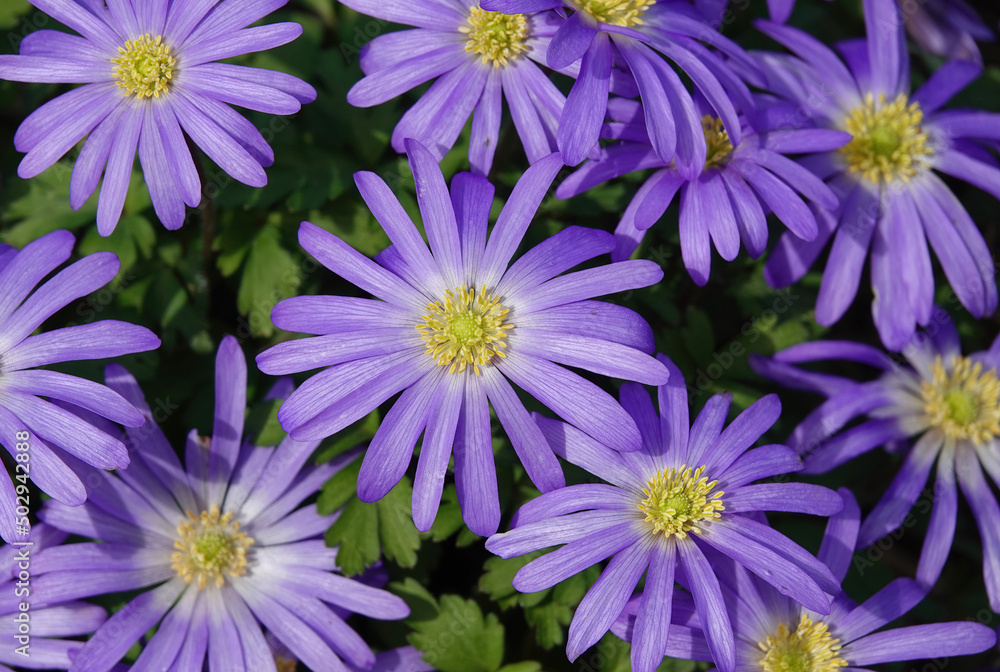 A colourful close-up of anemone blanda, Balkan anemone or winter windflowers growing in a garden. 