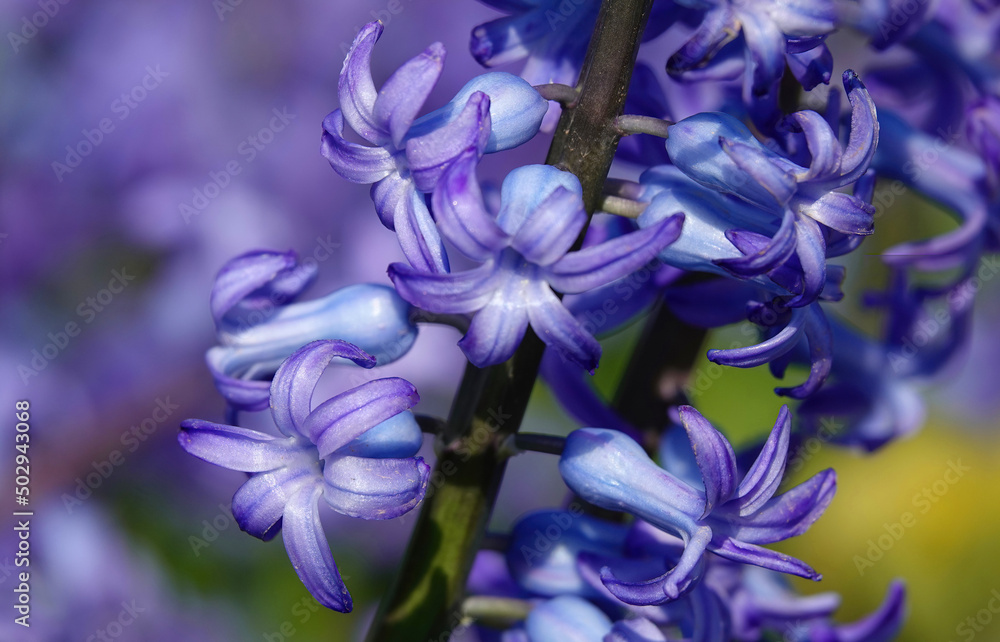 A colourful close-up shot of a common hyacinth plant growing in a garden against a blurry background. A colourful close-up shot of a common hyacinth plant growing in a garden against a blurry background.
