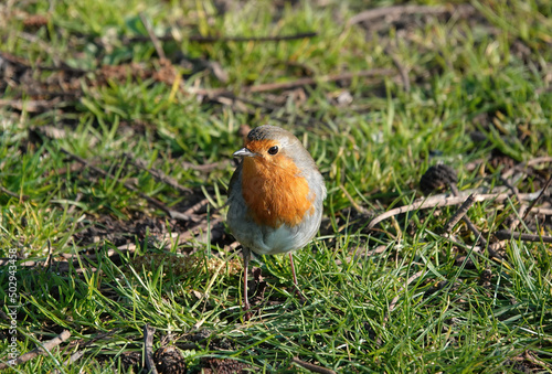 A cute European robin perching on the grass. 