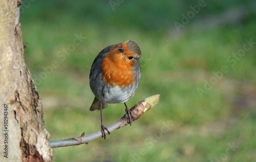 A cute European robin perching on a branch against a defocused background.  © Nigel