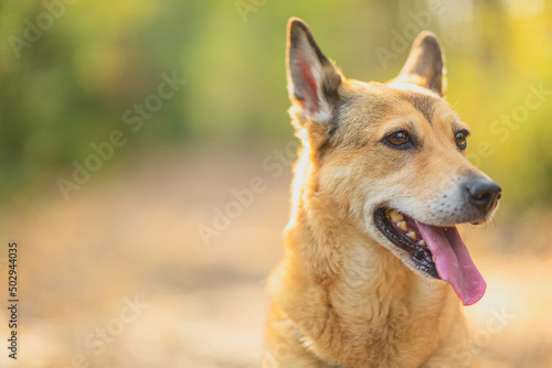 Dog in autumn leaves. Fall