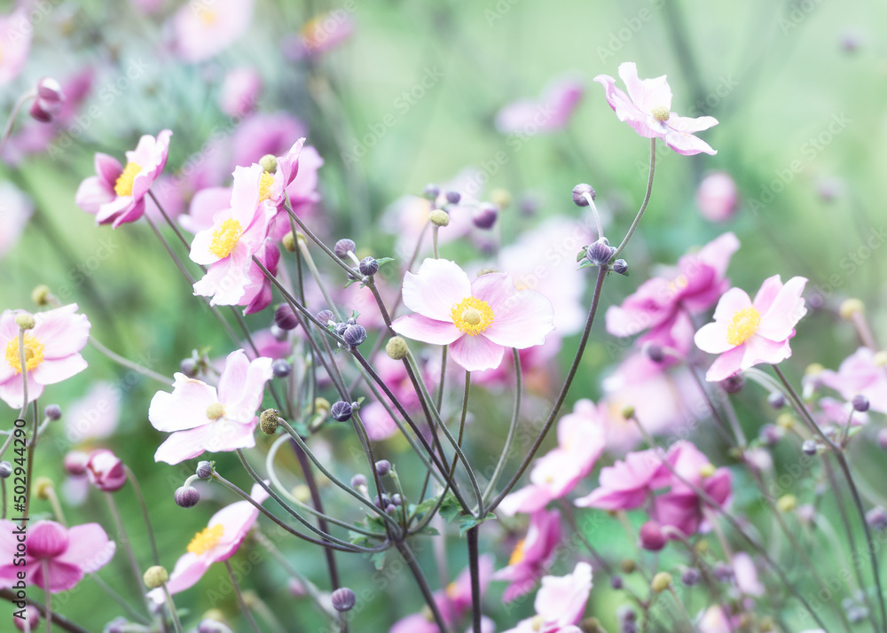 Nature background with spring flowers. (Anemone scabiosa). Selective and soft focus.