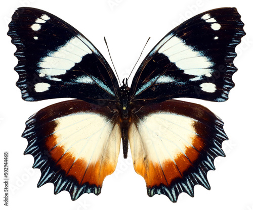 Blue black white butterfly Hypolimnas dexithea  isolated on white. Beautiful, nice, colorful. Collection butterflies. Nymphalidae. Entomology. photo