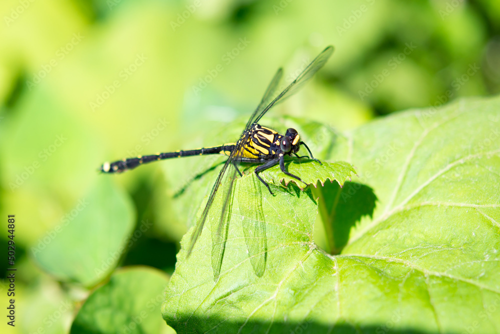 Close up of club-tailed dragonfly on the leaf. Close up of club-tailed dragonfly on the leaf.