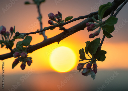 Sunset behind a blossoming cherry blossom tree