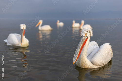 Dalmatian pelican seen during winter season in Kerkini Lake  Greece. 