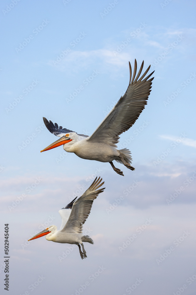Obraz premium Dalmatian pelican seen during winter season in Kerkini Lake, Greece. 