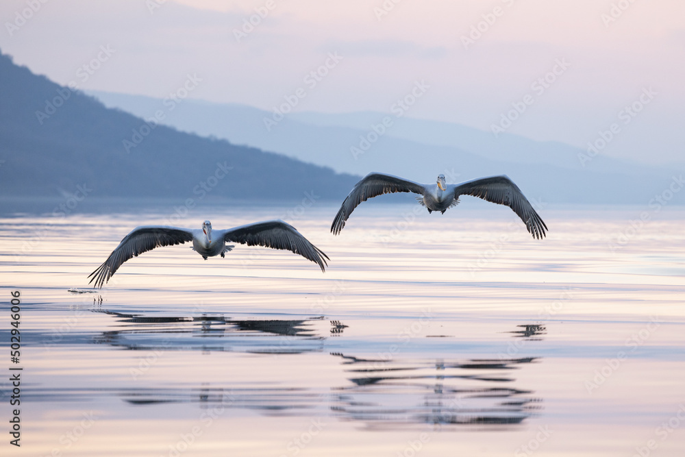 Fototapeta premium Dalmatian pelicans seen during winter in Kerkini Lake, Greece.