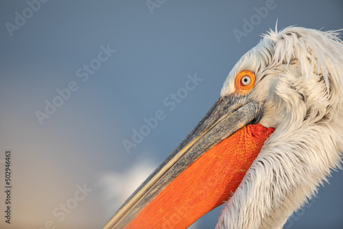 Dalmatian pelican seen during winter season in Kerkini Lake, Greece.