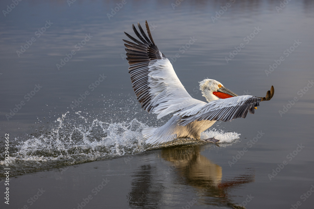 Fototapeta premium Dalmatian pelican seen during winter season in Kerkini Lake, Greece.