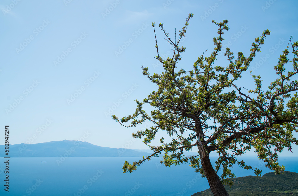 Single spring tree against the blu Aegean Sea. Landscape photo taken from the Assos Ancient city in Turkey Single spring tree against the blu Aegean Sea. Landscape photo taken from the Assos Ancient city in Turkey